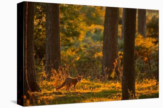 Red fox cub wandering through pine forest in evening, UK-Andrew Parkinson-Premier Image Canvas