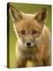 Red Fox Cub-Assaf Gavra-Premier Image Canvas