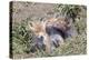 Red Fox Cubs (Vulpes Vulpes), Middlesborough, United Kingdom, Europe-David Gibbon-Premier Image Canvas