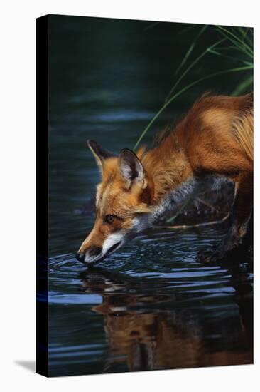 Red Fox Drinking Water-W^ Perry Conway-Premier Image Canvas