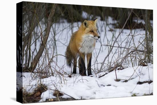Red Fox Foraging-Joe McDonald-Premier Image Canvas