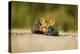 Red Fox, Gillam, Manitoba, Canada-Paul Souders-Premier Image Canvas
