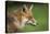 Red fox head portrait, Suffolk, England, United Kingdom, Europe-Kyle Moore-Premier Image Canvas