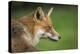 Red fox head portrait, Suffolk, England, United Kingdom, Europe-Kyle Moore-Premier Image Canvas