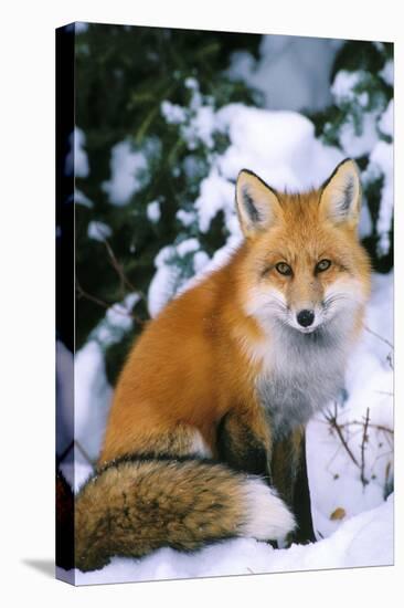 Red Fox in Snow-null-Premier Image Canvas