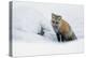 Red Fox in Winter-Ken Archer-Premier Image Canvas