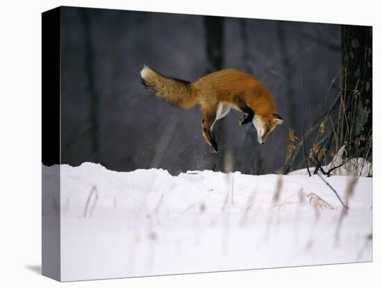 Red Fox Jumping in the Snow-John Conrad-Premier Image Canvas