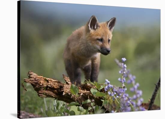 Red Fox Kit Climbing North America Stretched Canvas Print Tim Fitzharris Art Com