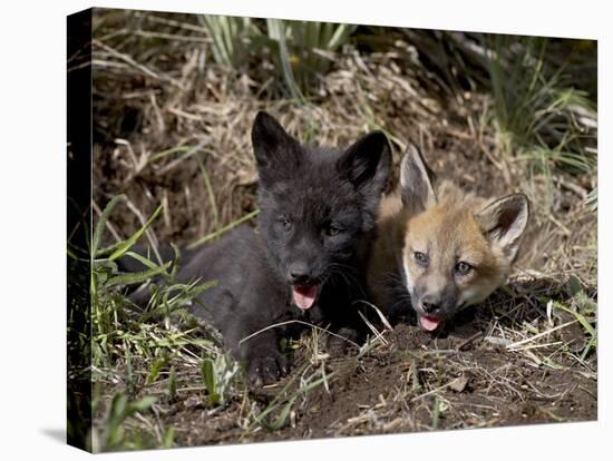 Red Fox Kits, One Black Phase, in Captivity, Animals of Montana, Bozeman, Montana, USA-James Hager-Premier Image Canvas