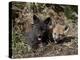 Red Fox Kits, One Black Phase, in Captivity, Animals of Montana, Bozeman, Montana, USA-James Hager-Premier Image Canvas