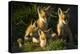 Red Fox Kits-Jason Savage-Stretched Canvas