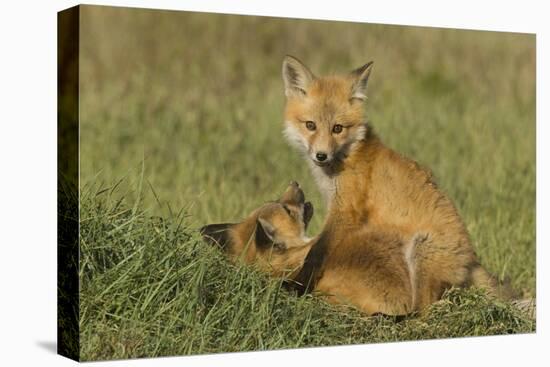 Red Fox Kits-Ken Archer-Premier Image Canvas