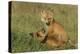 Red Fox Kits-Ken Archer-Premier Image Canvas