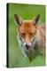 Red fox licking its snout, Berkshire, England, UK-Neil Aldridge-Premier Image Canvas