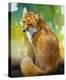 Red Fox Looking Back-Joni Johnson-Godsy-Stretched Canvas