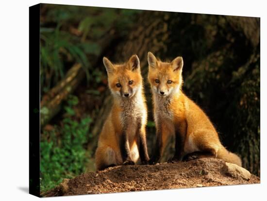 Red Fox near Den Entrance-Adam Jones-Premier Image Canvas