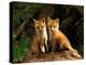 Red Fox near Den Entrance-Adam Jones-Premier Image Canvas