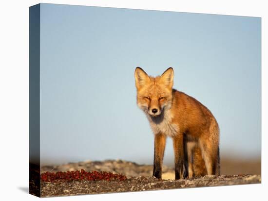 Red Fox, North Slope of Brooks Range, Alaska, USA-Steve Kazlowski-Premier Image Canvas