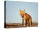 Red Fox, North Slope of Brooks Range, Alaska, USA-Steve Kazlowski-Premier Image Canvas