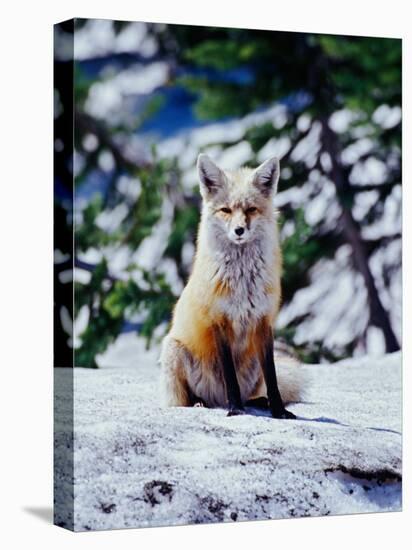 Red Fox on Snow Bank, Mt. Rainier National Park, Washington, USA-Adam Jones-Premier Image Canvas