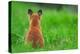 Red fox rear view sitting on grass close to its den, UK-Andrew Parkinson-Premier Image Canvas