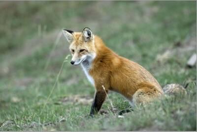 'Red Fox Side View of Animal Sitting' Photographic Print | Art.com