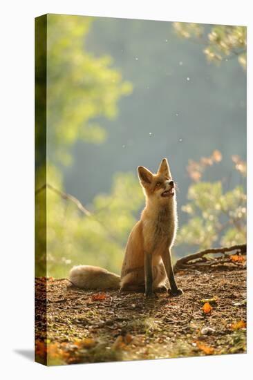 Red Fox Siitng in Backlight during Indian Summer-Stanislav Duben-Premier Image Canvas