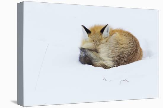 Red Fox sleeping curled up in the snow, Grand teton National Park, Wyoming.-Ken Archer-Premier Image Canvas