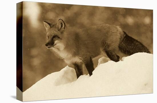 Red Fox standing at the top of a snow bank, Montana - Sepia-Tim Fitzharris-Stretched Canvas