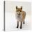 Red Fox Vixen Panting, UK-Jane Burton-Premier Image Canvas
