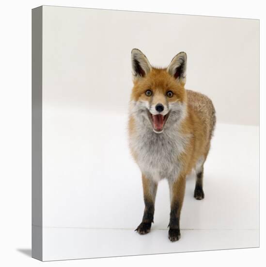 Red Fox Vixen Panting, UK-Jane Burton-Premier Image Canvas