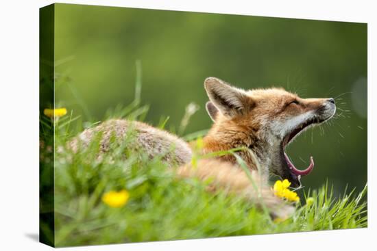 Red fox vixen yawning in the morning light, Lifton, Devon, UK-Ross Hoddinott-Premier Image Canvas