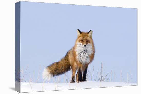 Red Fox (Vulpes Vulpes) Adult on the Arctic Coast, ANWR, Alaska, USA-Steve Kazlowski-Premier Image Canvas