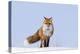 Red Fox (Vulpes Vulpes) Adult on the Arctic Coast, ANWR, Alaska, USA-Steve Kazlowski-Premier Image Canvas