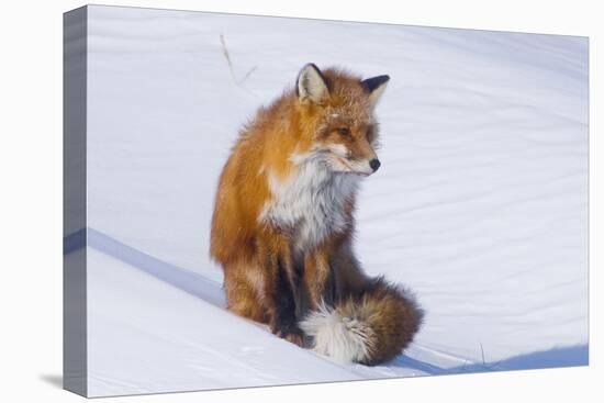 Red Fox (Vulpes Vulpes) Adult Rests on a Snow Bank, ANWR, Alaska, USA-Steve Kazlowski-Premier Image Canvas