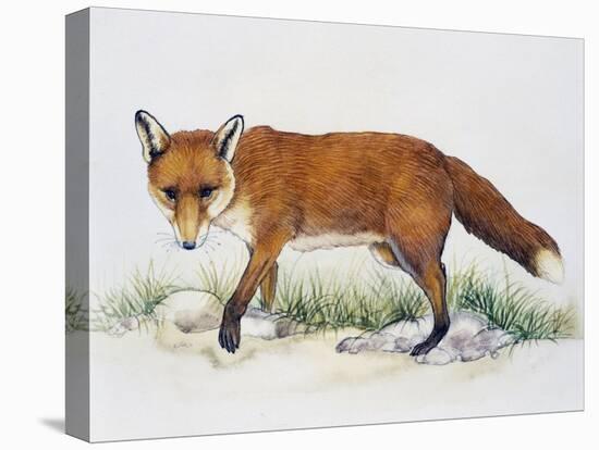 Red Fox (Vulpes Vulpes), Canidae, Drawing-null-Premier Image Canvas