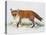 Red Fox (Vulpes Vulpes), Canidae, Drawing-null-Premier Image Canvas