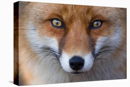 Red Fox (Vulpes Vulpes) Captive Portrait-Edwin Giesbers-Premier Image Canvas