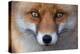 Red Fox (Vulpes Vulpes) Captive Portrait-Edwin Giesbers-Premier Image Canvas