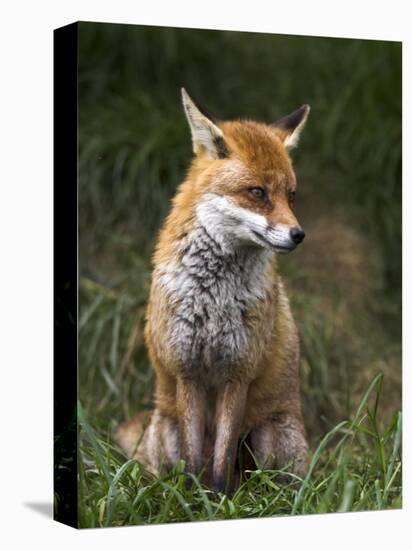 Red Fox, Vulpes Vulpes, Captive, United Kingdom-Steve & Ann Toon-Premier Image Canvas