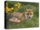 Red Fox, Vulpes Vulpes, Captive, United Kingdom-Steve & Ann Toon-Premier Image Canvas