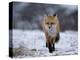 Red Fox, Vulpes Vulpes, Churchill, Manitoba, Canada, North America-Thorsten Milse-Premier Image Canvas