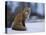 Red Fox, Vulpes Vulpes, Churchill, Manitoba, Canada, North America-Thorsten Milse-Premier Image Canvas