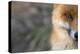 Red Fox (Vulpes Vulpes) Close-Up Of Half Of Face, Captive-Edwin Giesbers-Premier Image Canvas