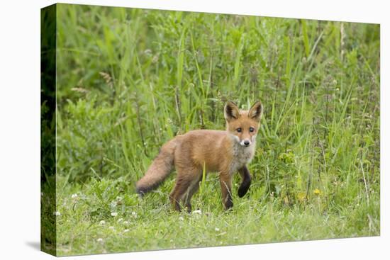 Red Fox (Vulpes Vulpes) Cub, Oostvaardersplassen, Netherlands, June 2009-Hamblin-Premier Image Canvas