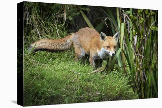 Red Fox (Vulpes Vulpes), Devon, England, United Kingdom, Europe-Janette Hill-Premier Image Canvas