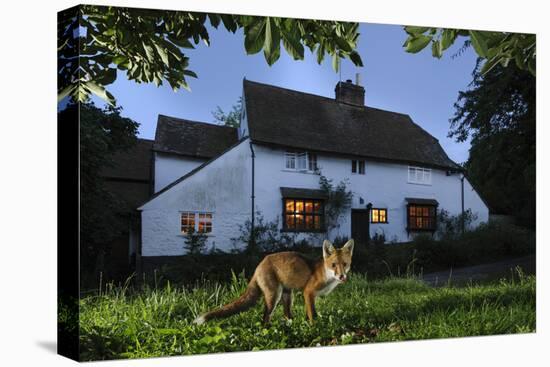 Red Fox (Vulpes Vulpes) Eating Pet Food Left Out For It In Suburban Garden At Twilight, Kent, UK-Terry Whittaker-Premier Image Canvas