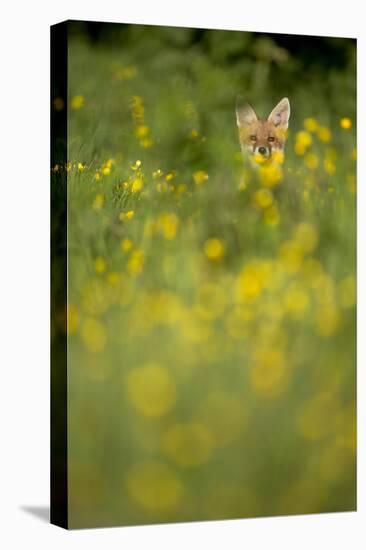 Red Fox (Vulpes Vulpes) in Meadow of Buttercups. Derbyshire, UK-Andy Parkinson-Premier Image Canvas