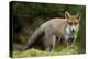 Red Fox (Vulpes Vulpes) Leicestershire, England, UK, September-Danny Green-Premier Image Canvas