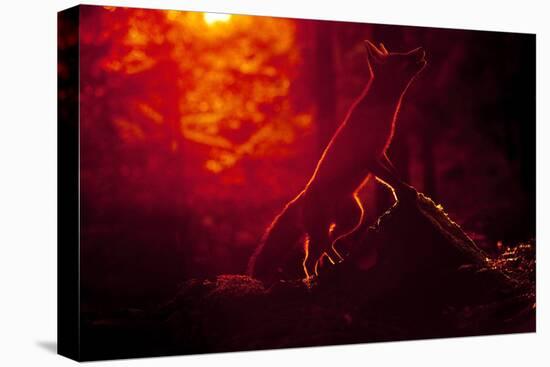 Red Fox (Vulpes Vulpes) Looking Up into Tree at Sunset, Backlit, Black Forest, Germany-Klaus Echle-Premier Image Canvas